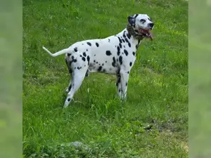 Dalmatian rasa pura - imagine 3 Dalmatian rasa pura - imagine 3