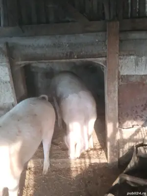 vand porc  - imagine 2