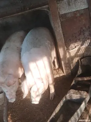 vand porc  - imagine 3