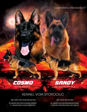 Femela Ciobanesc German de Vanzare