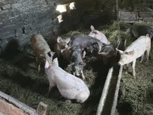 Porci Purcei 500 lei - imagine 2