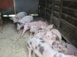 Porci Purcei 500 lei