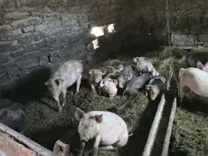 Porci Purcei 500 lei - imagine 4