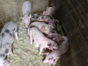 Porci Purcei 500 lei - imagine 3