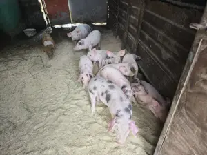 Porci Purcei 500 lei - imagine 5