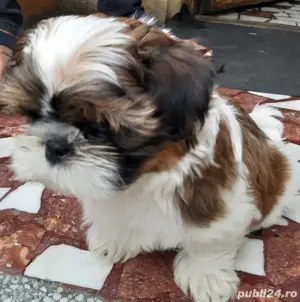 Pui shihtzu supercalitate cu garantie