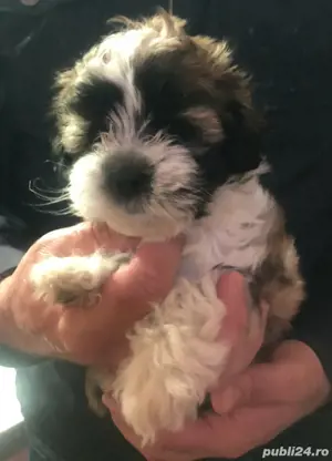  Bichon  mini cu garantie la oferta  - imagine 3