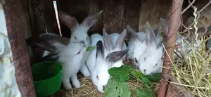 Vand pui de iepuri - imagine 2