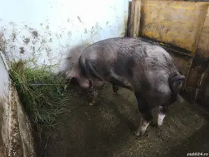 vier durok - imagine 2