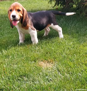 pui beagle tricolor 
