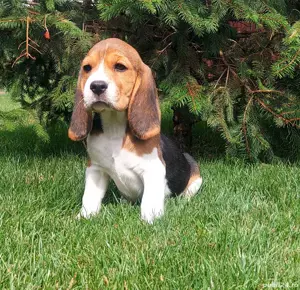 pui beagle tricolor  - imagine 2