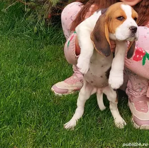 pui beagle tricolor  - imagine 3
