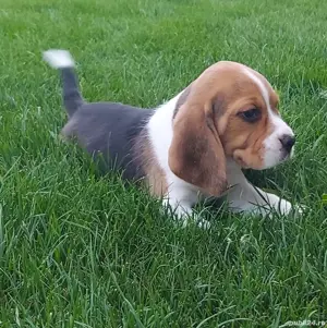 pui beagle tricolor  - imagine 5