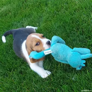pui beagle tricolor  - imagine 4