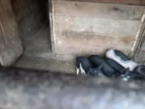 Vând șoldani rasă mixtă Petrean cu Bazna - imagine 5