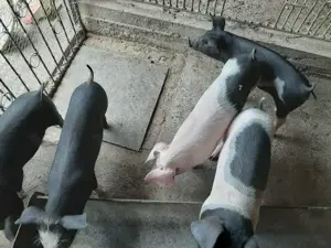 Vând șoldani rasă mixtă Petrean cu Bazna - imagine 2