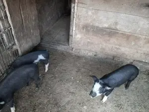 Vând șoldani rasă mixtă Petrean cu Bazna - imagine 4