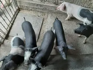 Vând șoldani rasă mixtă Petrean cu Bazna - imagine 3