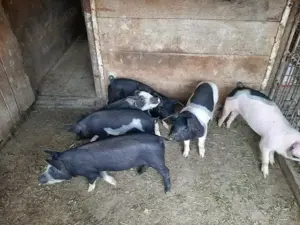 Vând șoldani rasă mixtă Petrean cu Bazna