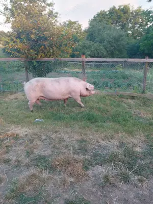 Scroafă de vânzare