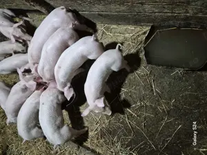 Disponibili purcei  - imagine 2