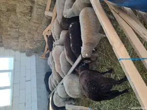 Miei de vânzare  - imagine 2 Miei de vânzare  - imagine 2