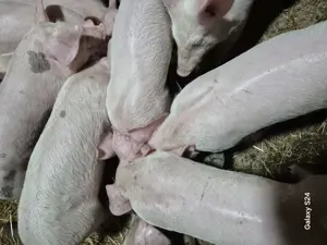 Disponibili purcei  - imagine 4