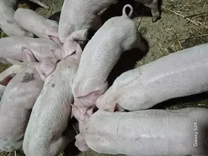 Disponibili purcei  - imagine 5