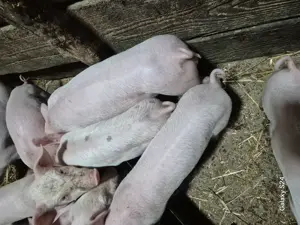 Disponibili purcei  - imagine 3