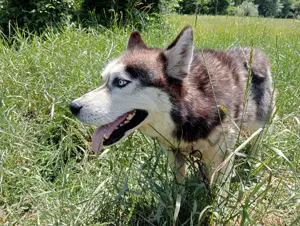 Husky siberian pt. împerechiere  - imagine 3