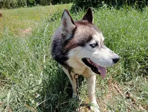 Husky siberian pt. împerechiere  - imagine 2