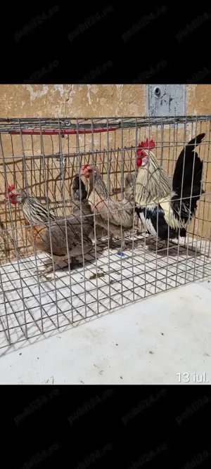 Vînd găini pitice toate culorile  - imagine 3