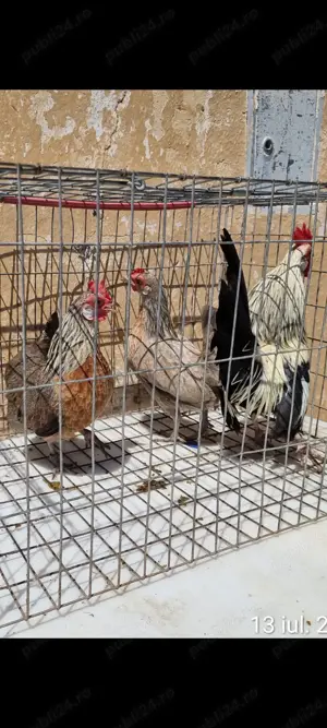 Vînd găini pitice toate culorile  - imagine 2