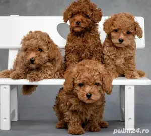 pudel red  toy 2 luni - imagine 3