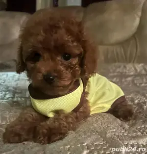 pudel red  toy 2 luni - imagine 5