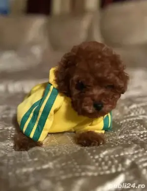 pudel red  toy 2 luni - imagine 4