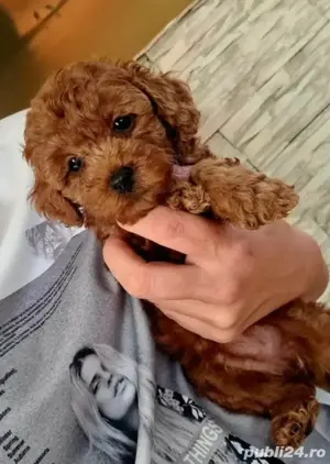 pudel red  toy 2 luni