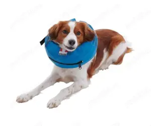 Guler medicinal pentru câinii  - imagine 2 Guler medicinal pentru câinii  - imagine 2