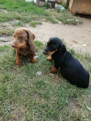 Căței teckel  - imagine 2 Căței teckel  - imagine 2