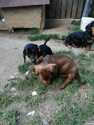 Căței teckel  - imagine 3 Căței teckel  - imagine 3