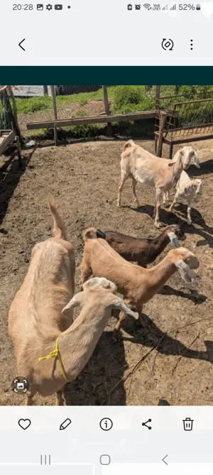 Capre anglo nubiene cu câtCapra si doua iede*un tapanglonubian,rasa pura - imagine 2