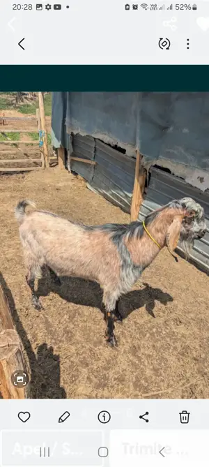 Capre anglo nubiene cu câtCapra si doua iede*un tapanglonubian,rasa pura