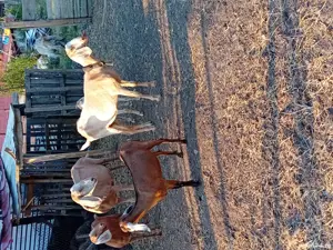 Capre anglo nubiene cu câtCapra si doua iede*un tapanglonubian,rasa pura - imagine 3