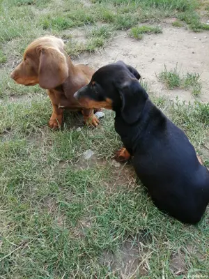 Căței teckel  - imagine 4 Căței teckel  - imagine 4