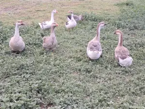 2 Gâște si 1gâscan !