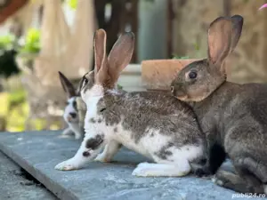 Iepurasi Rex de vânzare!  - imagine 4 Iepurasi Rex de vânzare!  - imagine 4