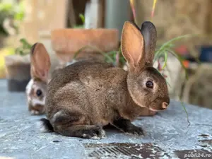 Iepurasi Rex de vânzare!  - imagine 3 Iepurasi Rex de vânzare!  - imagine 3