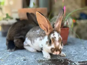 Iepurasi Rex de vânzare!  - imagine 5 Iepurasi Rex de vânzare!  - imagine 5