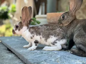 Iepurasi Rex de vânzare!  - imagine 2 Iepurasi Rex de vânzare!  - imagine 2