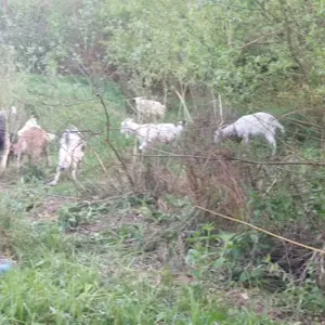 Vand capre cu iezi - imagine 2